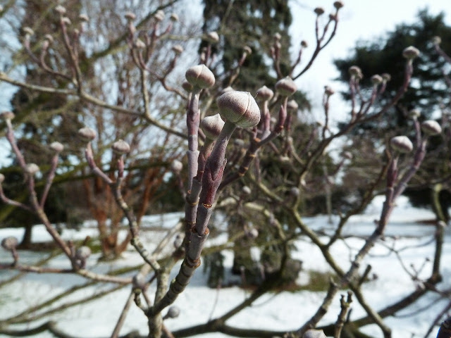 Dogwood buds in winter, New York Botanical Garden