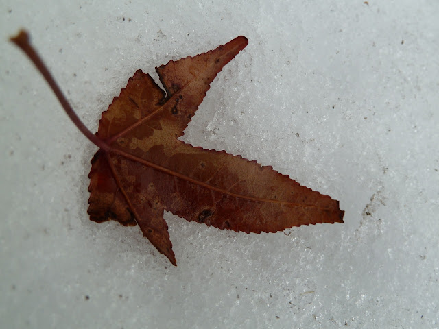 Sweetgum leaf in snow