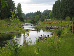 The Sammamish River, Redmond