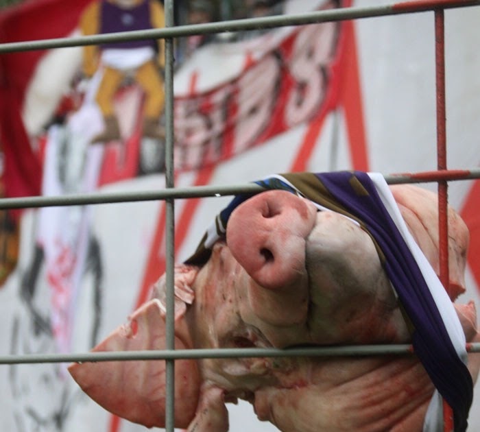 Aue Schweine Aue Schweine
