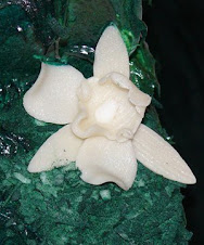 White Chocolate Orchid