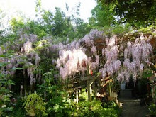 THE WISTERIA UP CLOSE