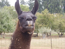 MOMMA LLAMA