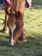 Another one of the Rescued Horses