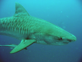 info tiger shark: Tiger Sharks Diet