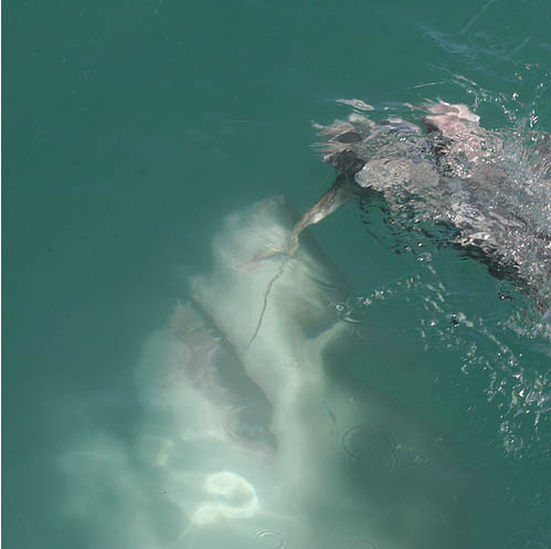 Prolonging me : Time To Speak UP !!: 15 of the Worst Shark Attacks Ever