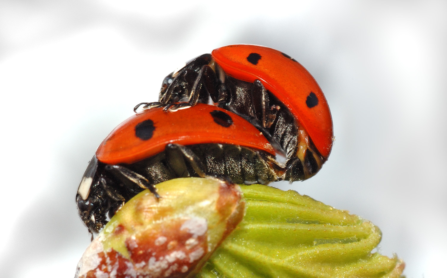 Ladybugs Sex 45