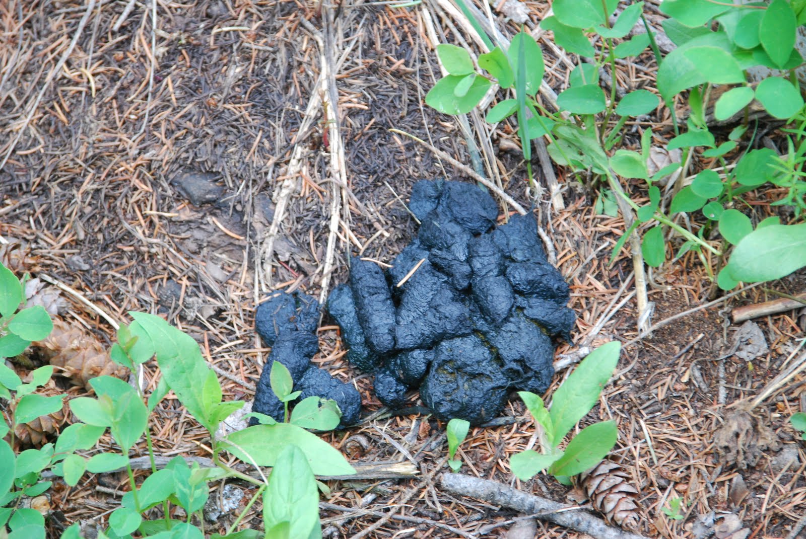 The Dudette or Green Acres, Montana style What's the poop?