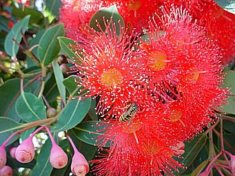 [Corymbia-ficifolia-s.jpg]