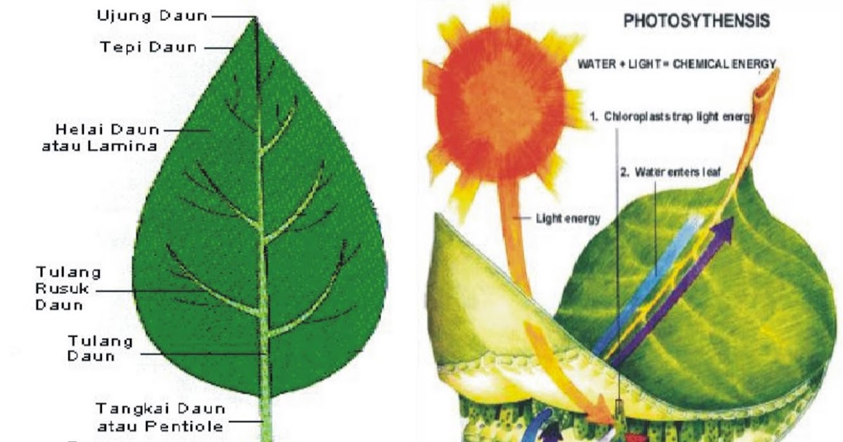 Zat Hijau Daun Disebut Juga Dengan Sebutkan Mendetail