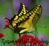 Metamorphosis Monday – Playing with Dishes