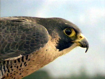 peregrine falcon diving. Peregrine Falcon is often