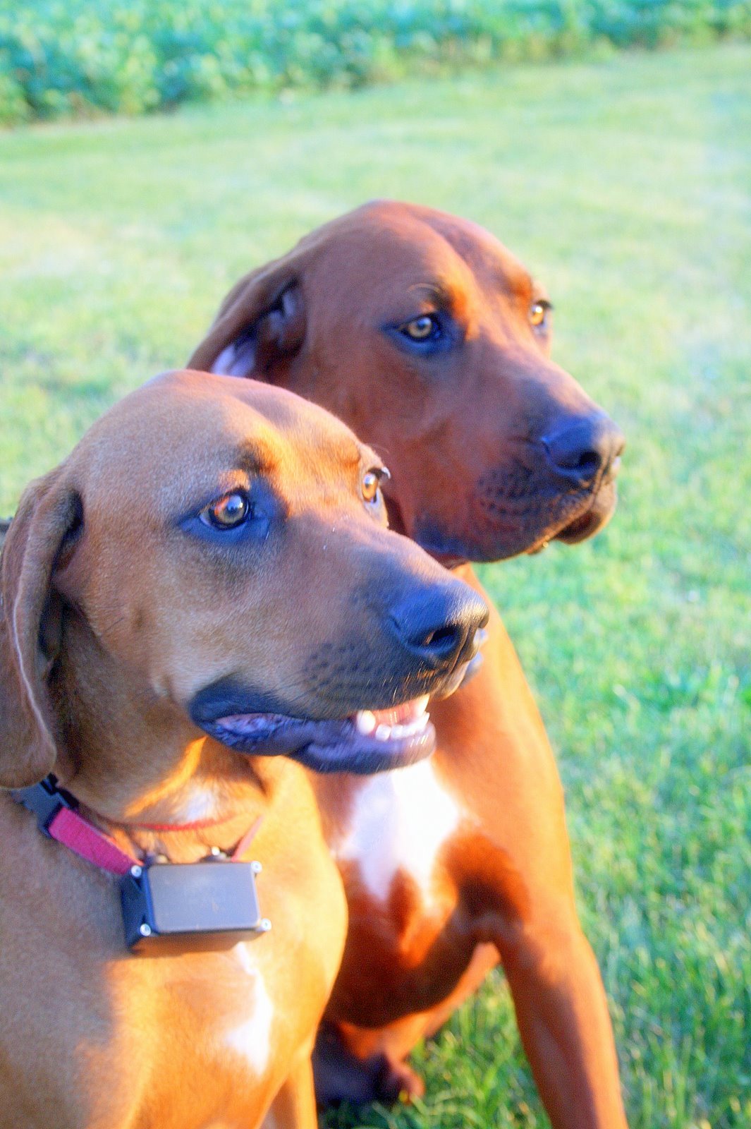 Old Centennial Farmhouse: Redbone Royalty: Dan & Ann