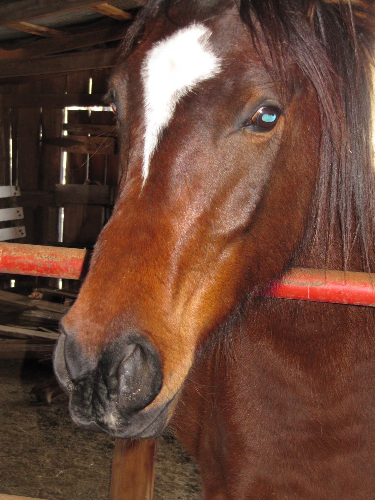 [horsesbarn+010.jpg]