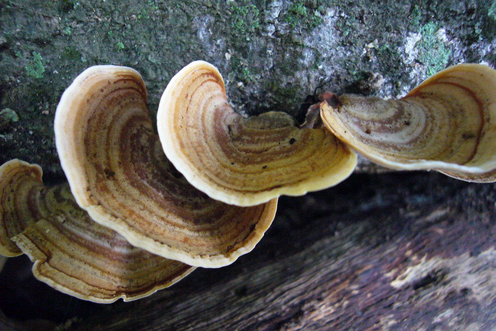 Diary of a Garden: Wood + Water = Mushrooms