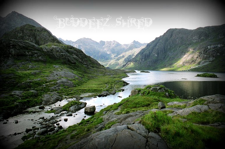 BUDDEEZ SHRED