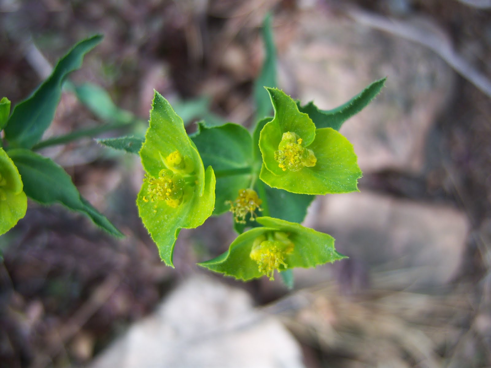 [Euphorbia+serrata.JPG]