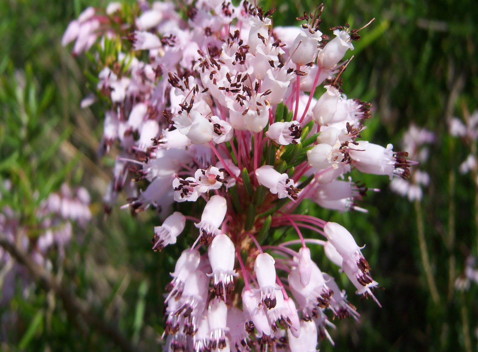 BRUGUERA BOTÀNIC SERRAT