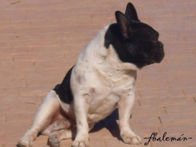 TEORIA OGM (X) ANIQUILACIÓN Y FORMACIÓN DE PARES