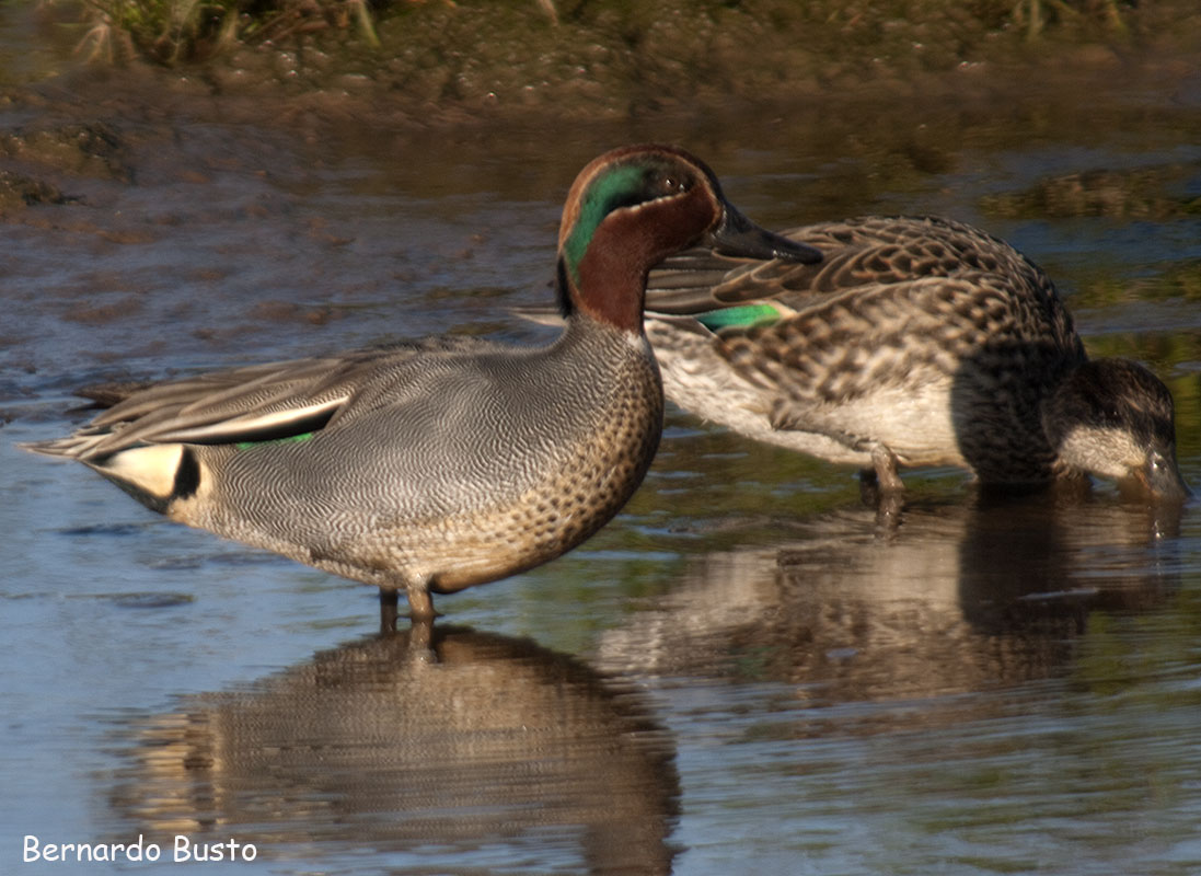 RÍA DE LA VILLA Esos patos pequeños