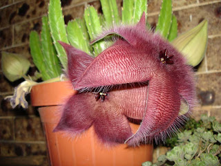 Conjunto De Cactos Com Flores Em Terrários E Potes Para Colorir