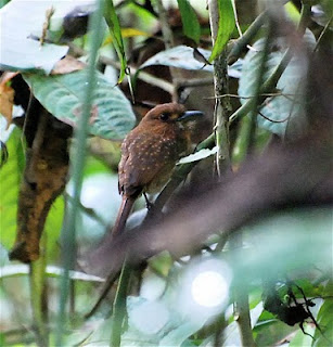 White-Whiskered Puffbird