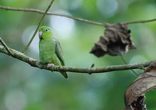 Pacific Parrotlet