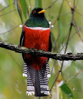 Collared Trogon Male