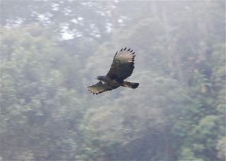Black-and-Chestnut Eagle