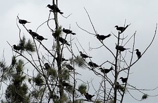 Neotropic Cormorants