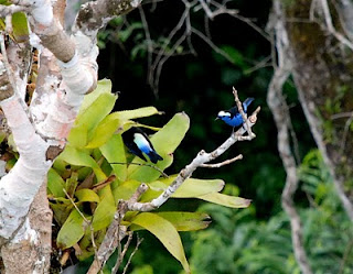 Opal-Crowned Tanagers
