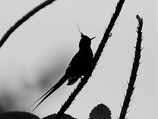 Wire-Crested Thorntain Male