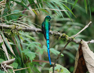 Long-Tailed Sylph Male