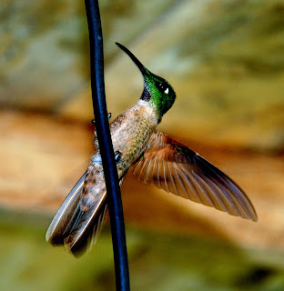 Fawn-Breasted Brilliant Male