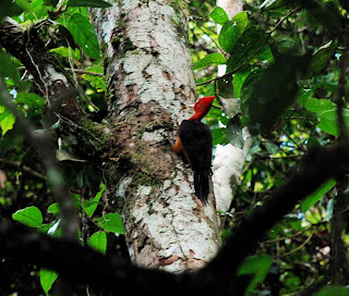 Red-Necked Woodpecker