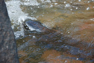 Electric Eel