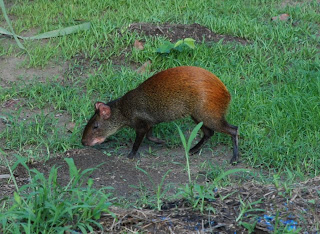 Common Agouti