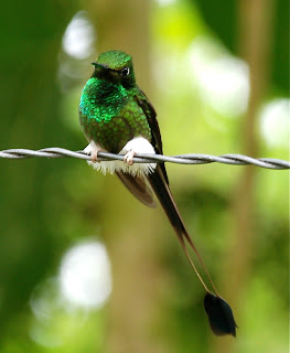 Booted Racket-Tail