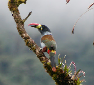Gray-Breasted Mountain-Toucan
