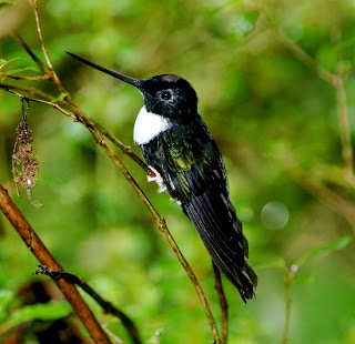 Collared Inca Male
