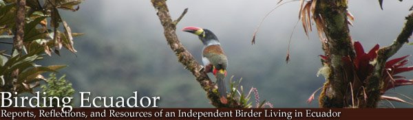 Birding Ecuador