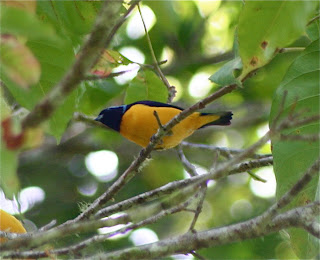 Golden-Rumped Euphonia
