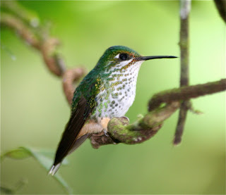 Booted Racket-Tail Female
