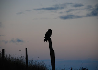 Short-Eared Owl