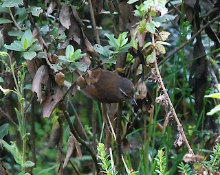 White-Browed Spinetail