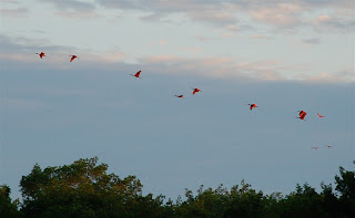 Scarlet Ibis