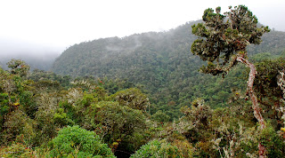 Montane Forest