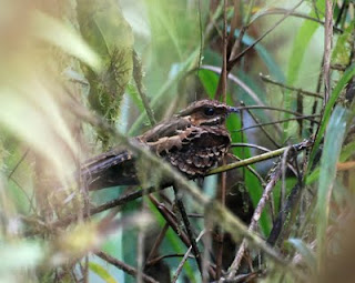 Pauraque Female