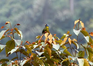 Moss-Backed Tanager