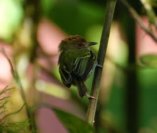 Scale-Crested Pygmy-Tyrant